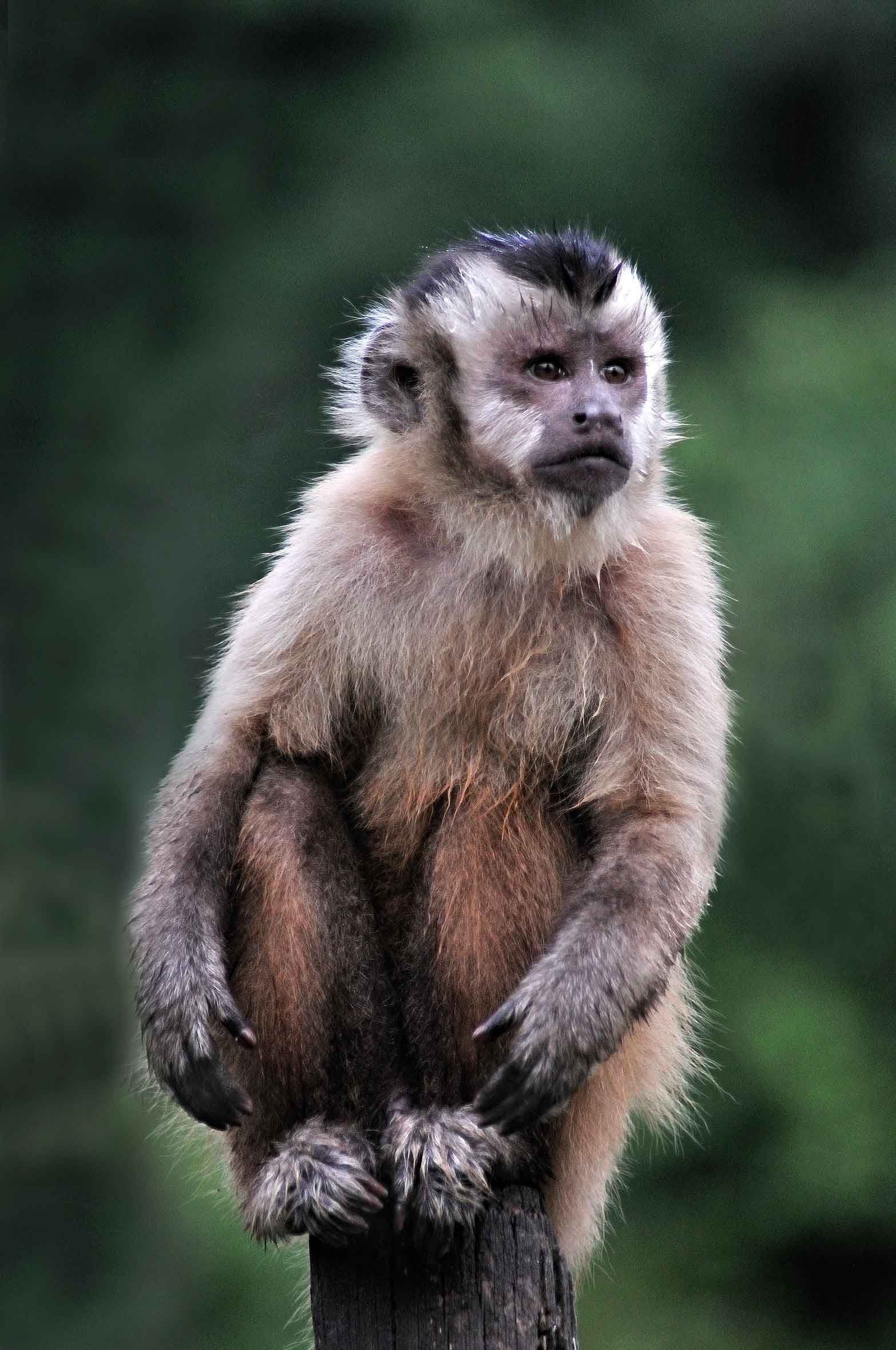 Mata Ciliar recebe dois macacos-prego que foram criados como