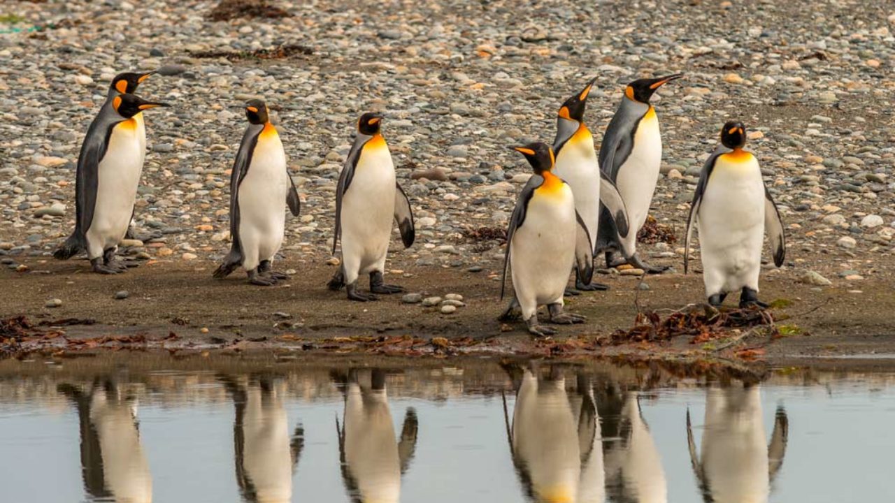 Isla Martillo em Ushuaia é um dos melhores passeios da região