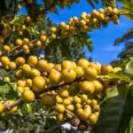 Coffee field in São Paulo State, Brazil